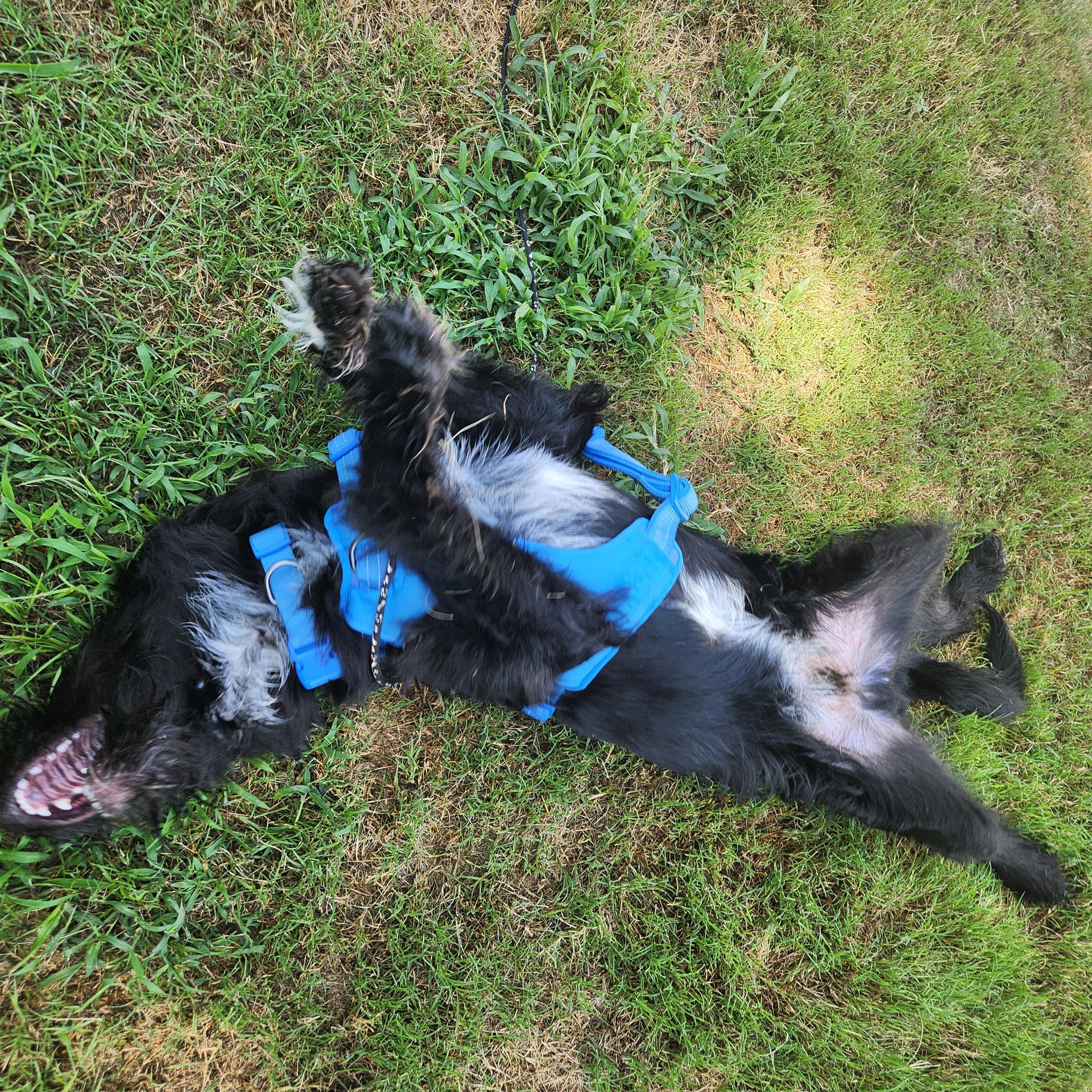 Hershey, an adopted mixed breed in Buford, GA image 5/6
