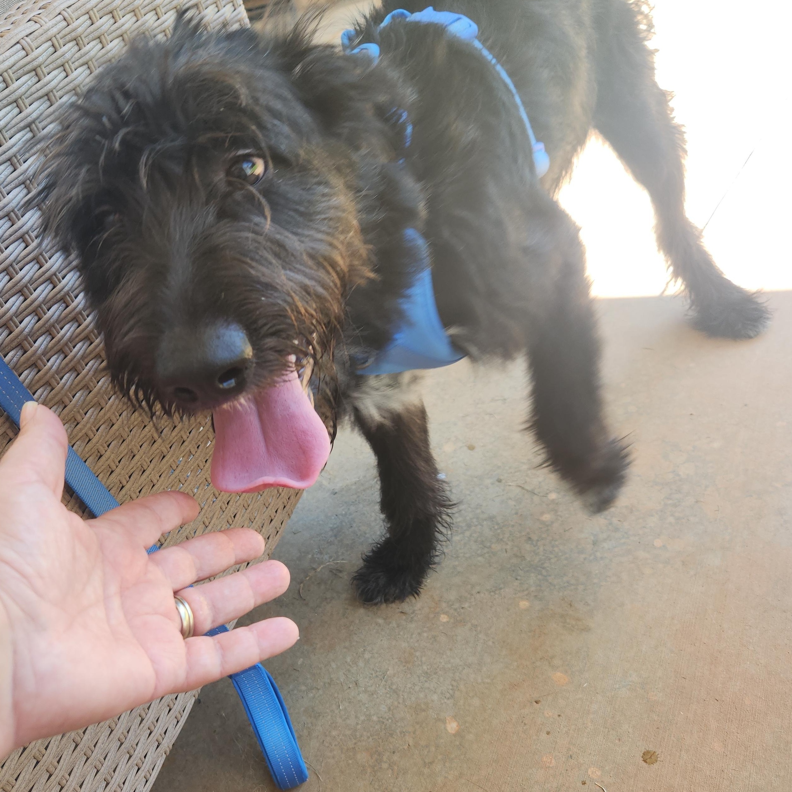 Hershey, an adopted mixed breed in Buford, GA image 3/6