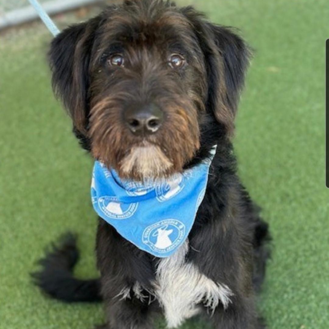 Hershey, an adopted mixed breed in Buford, GA image 2/6