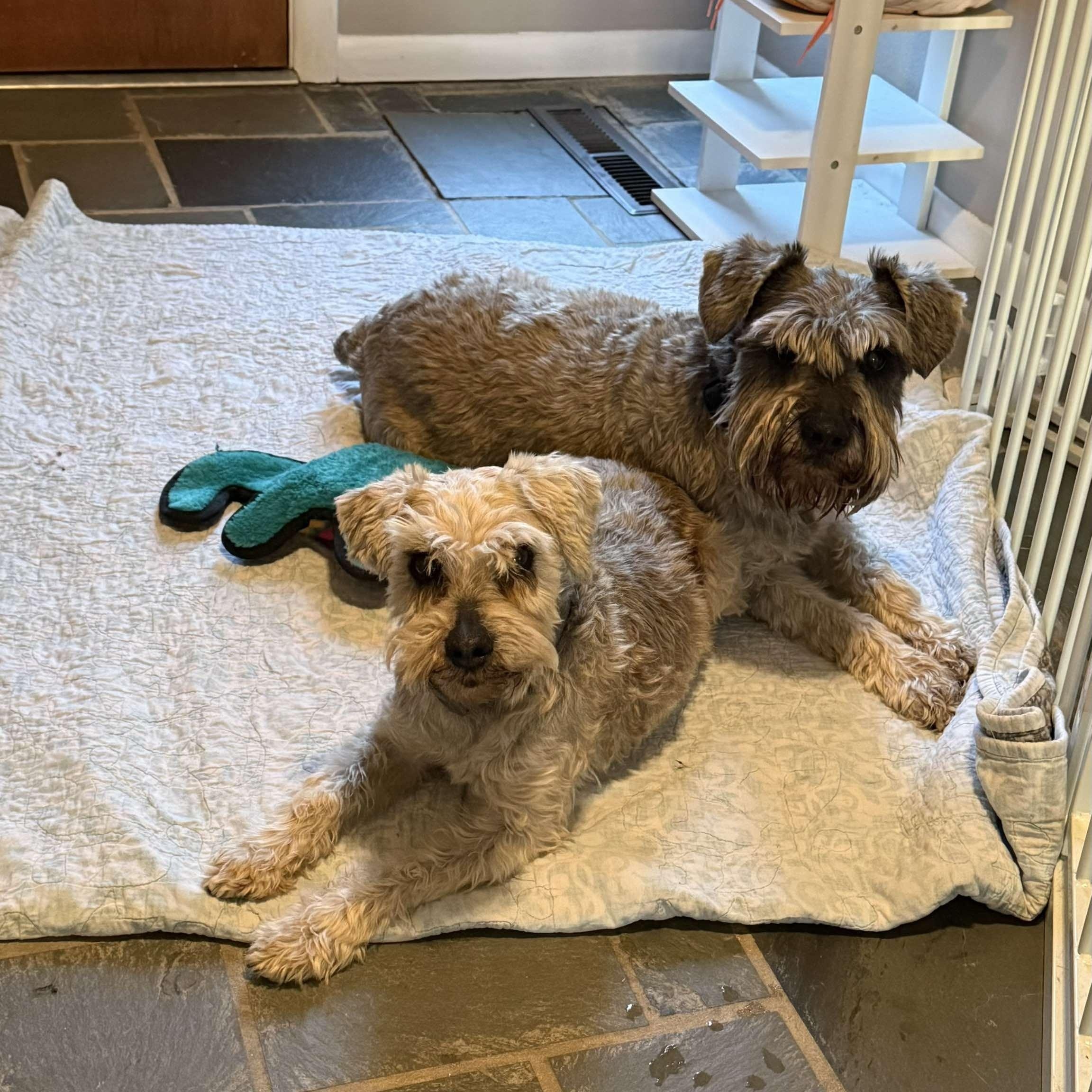 Silias (part of bonded pair), a Adoptable Miniature Schnauzer in Homer Glen, IL image 4/5