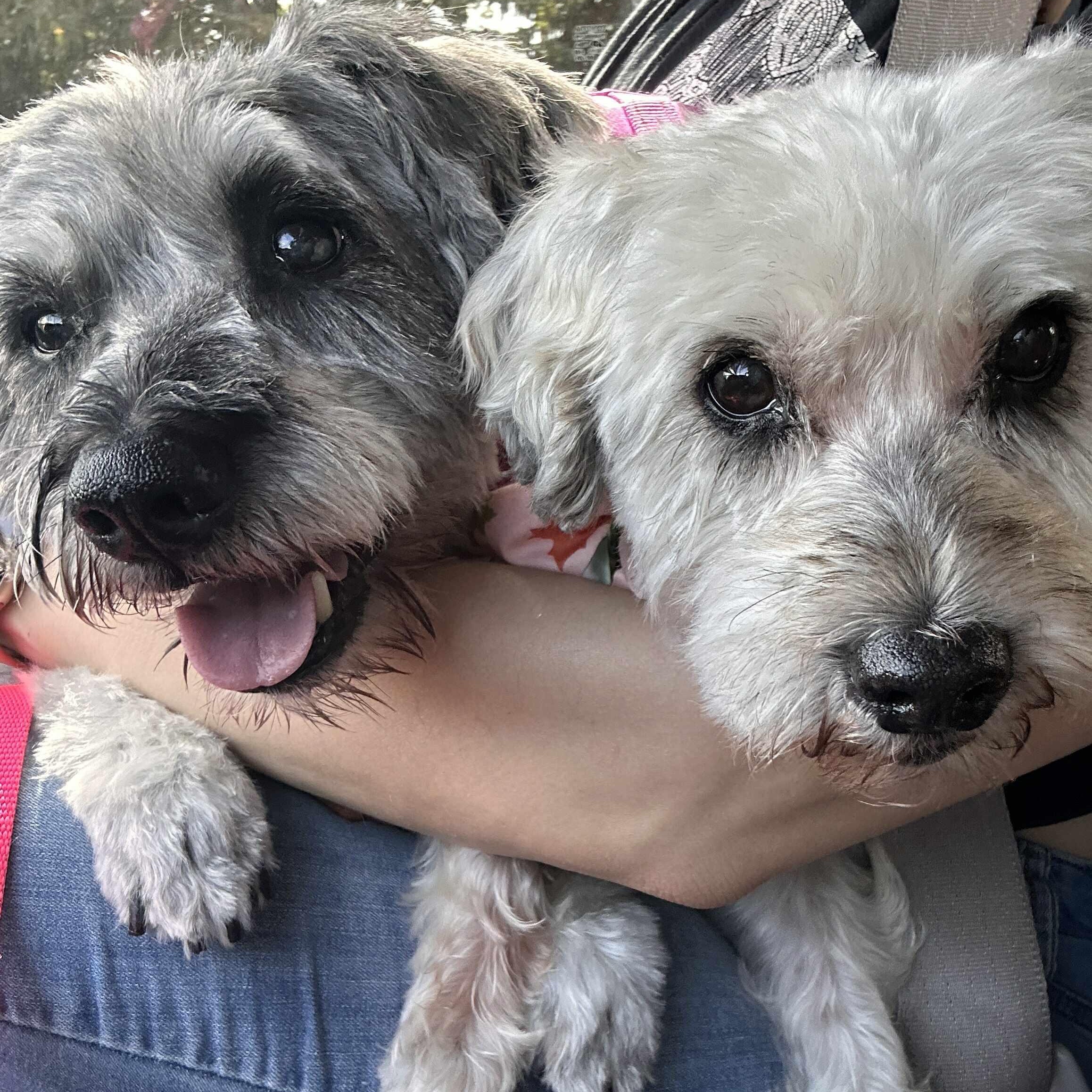 Silias (part of bonded pair), a Adoptable Miniature Schnauzer in Homer Glen, IL image 3/5