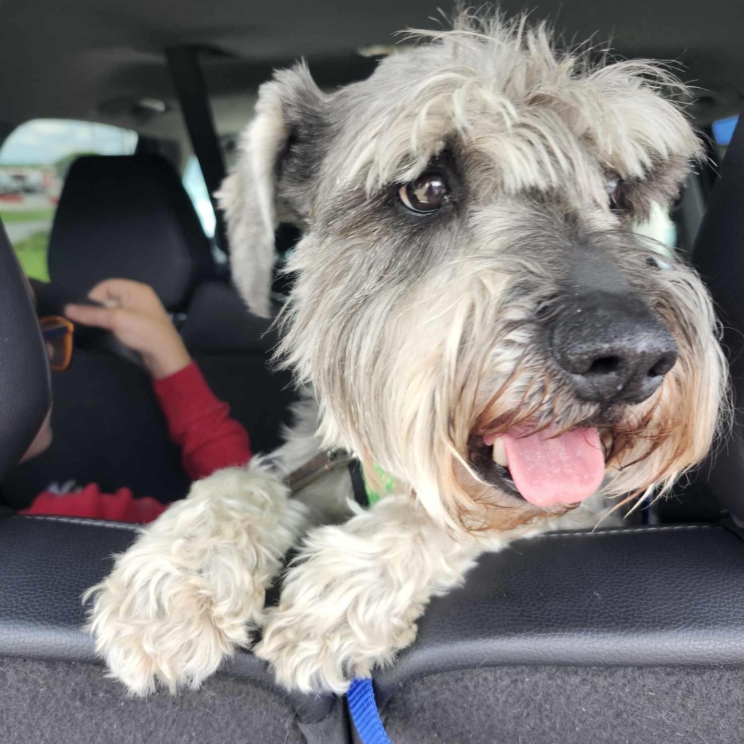 Silias (part of bonded pair), a Adoptable Miniature Schnauzer in Homer Glen, IL image 2/5