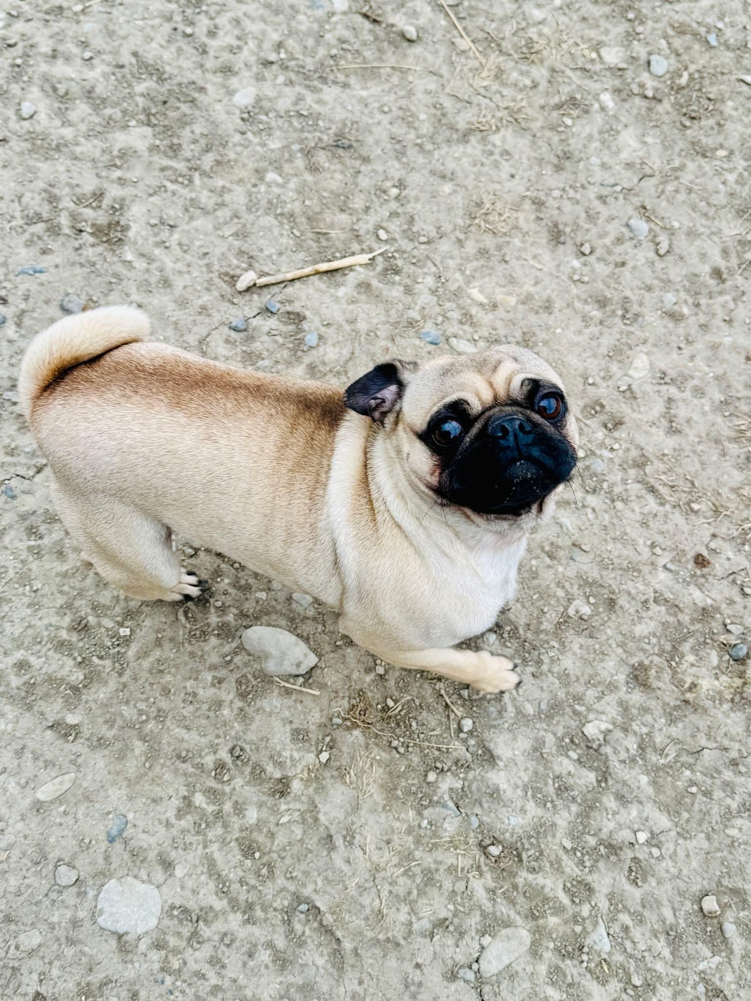 Big Champ/Ping Pong Parkour, adopted, Young Male Pug.