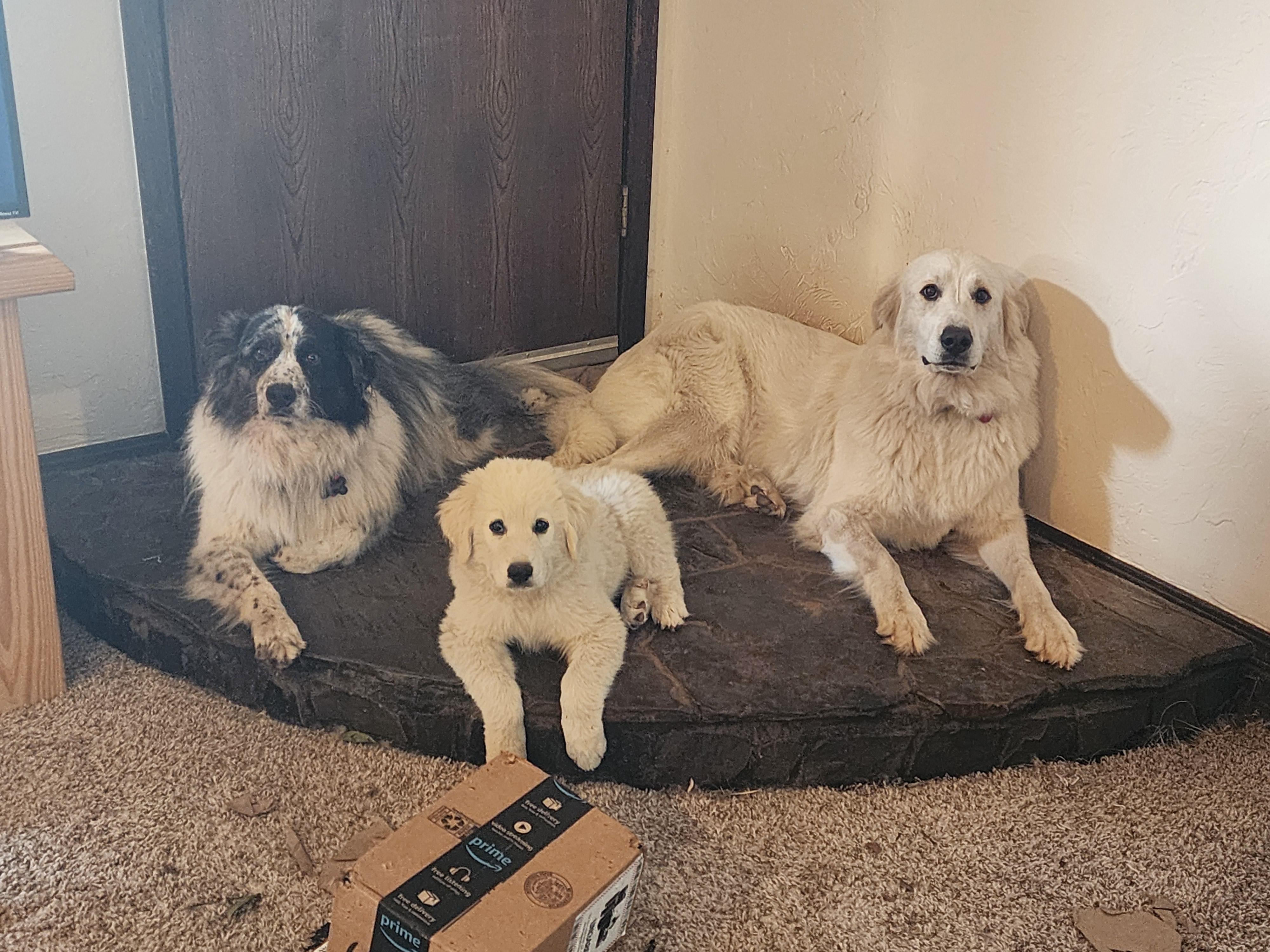 Enlarge Neal , a ADOPTABLE mixed breed in Kiowa, OK image 4/6