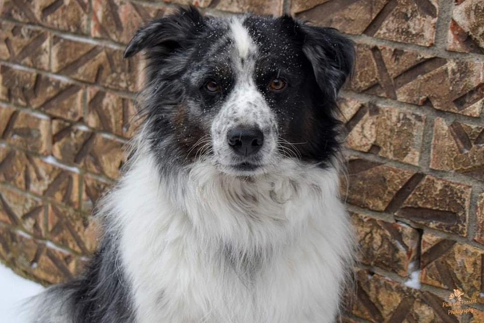 Enlarge Neal , a ADOPTABLE mixed breed in Kiowa, OK image 5/6