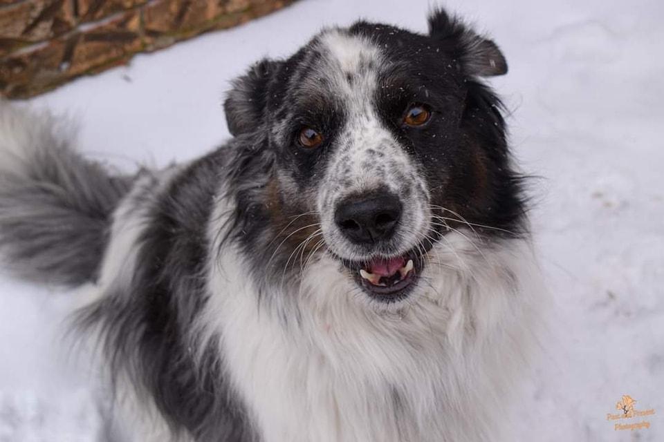 Enlarge Neal , a ADOPTABLE mixed breed in Kiowa, OK image 1/6
