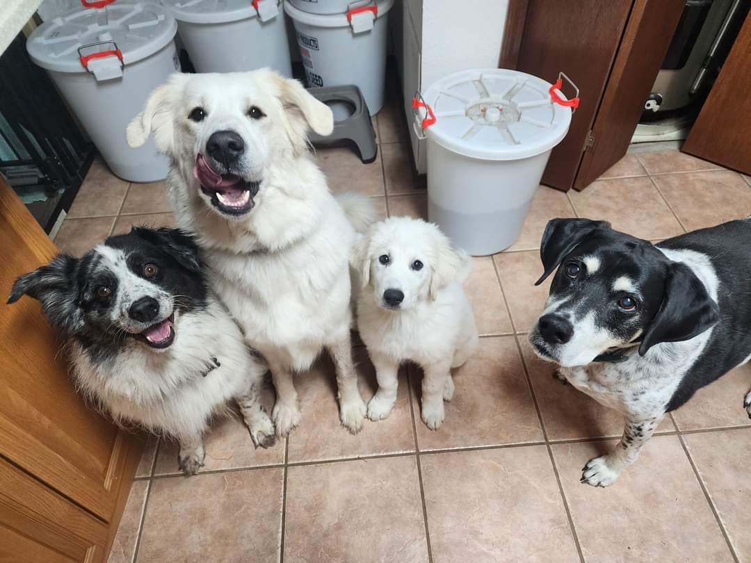 Enlarge Neal , a ADOPTABLE mixed breed in Kiowa, OK image 6/6