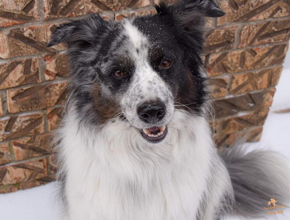 Enlarge Neal , a ADOPTABLE mixed breed in Kiowa, OK image 3/6