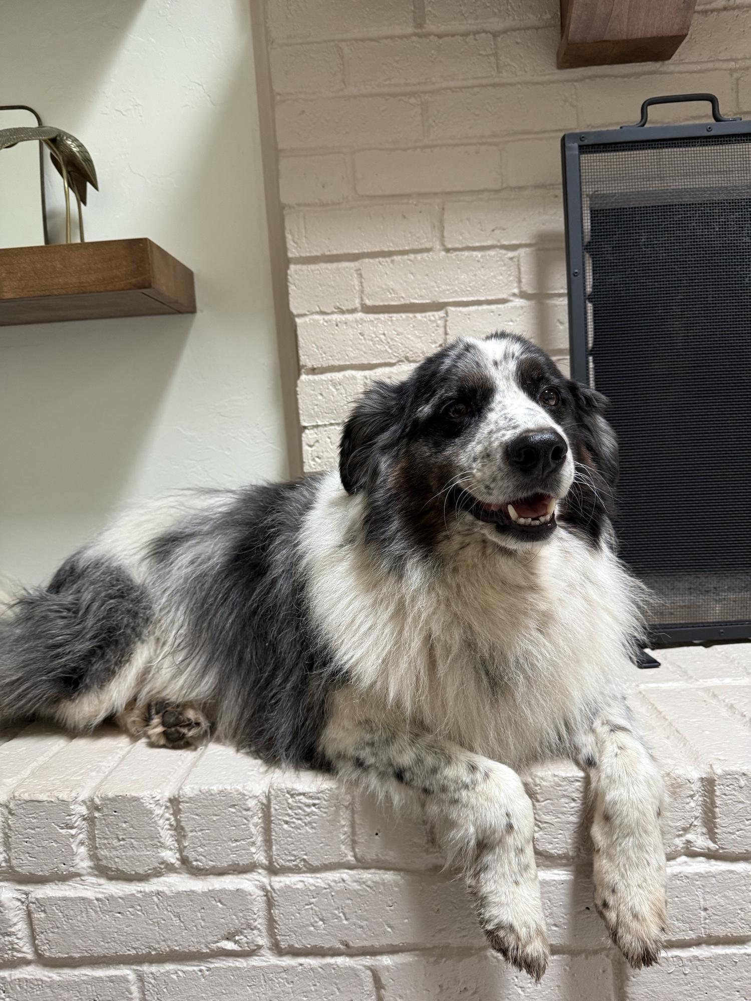 Enlarge Neal , a ADOPTABLE mixed breed in Kiowa, OK image 2/6