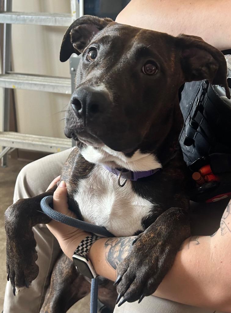 Enlarge Cherry, a Adoptable Pit Bull Terrier in Springfield, OH image 1/1