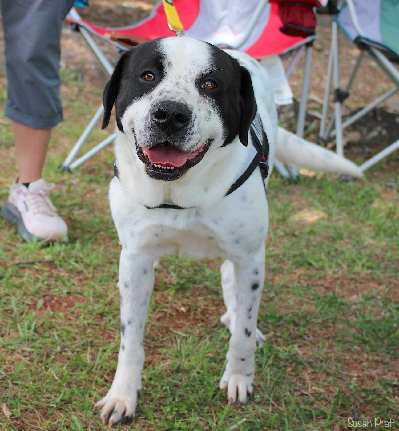 Enlarge Sawyer, an adoptable mixed breed in Bedford, VA image 4/5