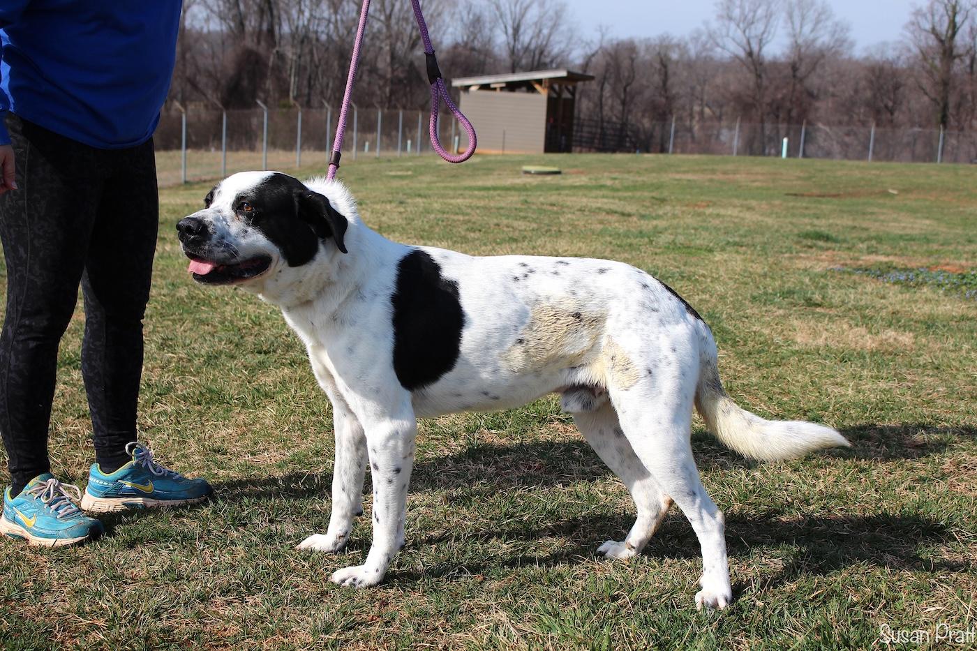 Sawyer, a ADOPTABLE mixed breed in Bedford, VA image 2/3