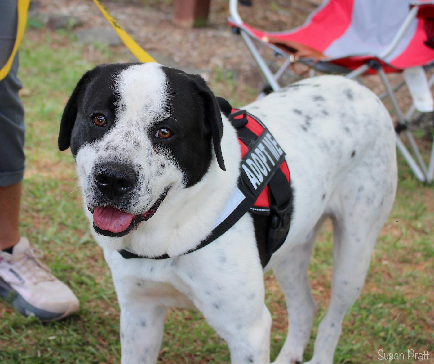 Enlarge Sawyer, an adoptable mixed breed in Bedford, VA image 5/5