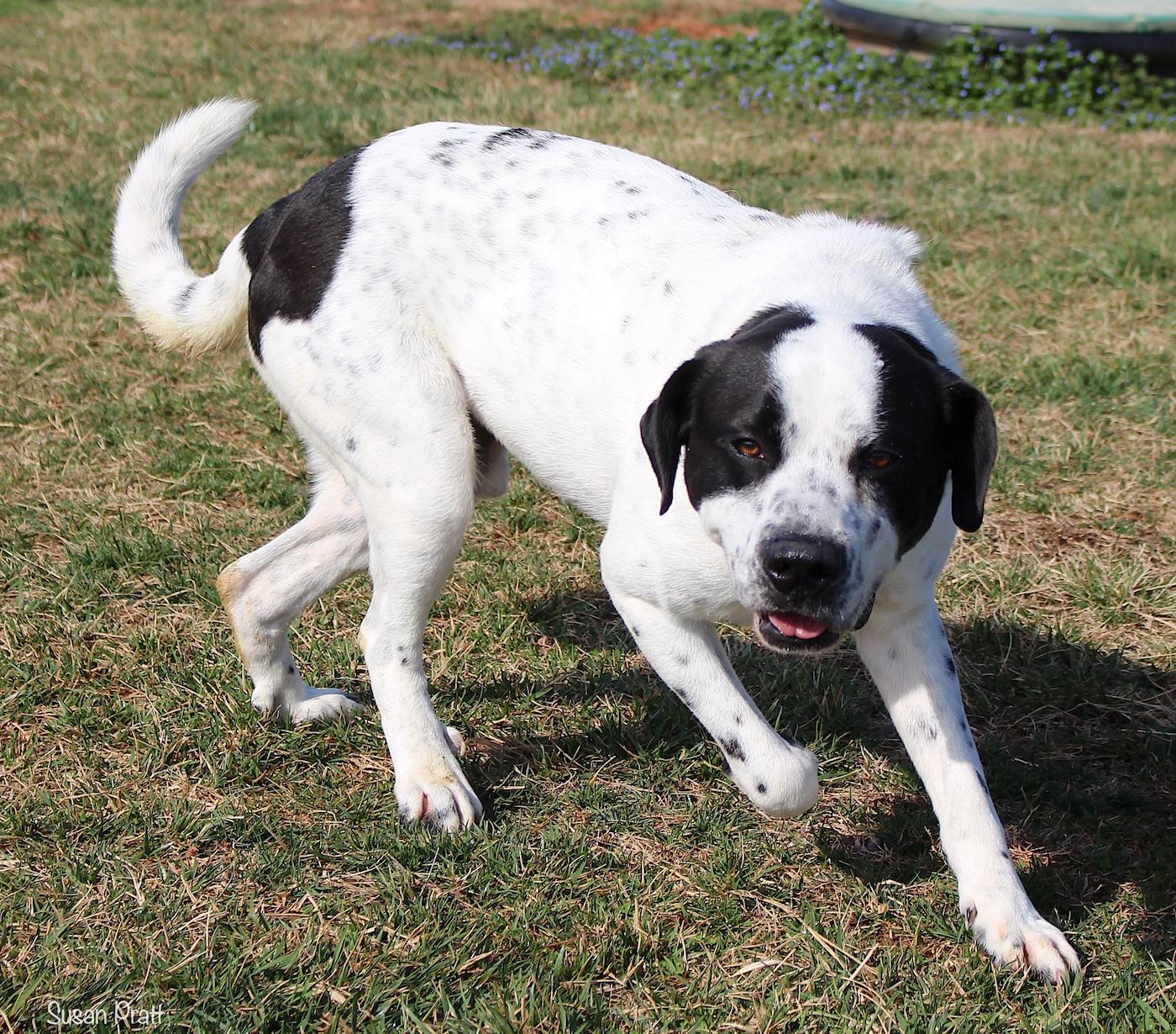Sawyer, a ADOPTABLE mixed breed in Bedford, VA image 3/3
