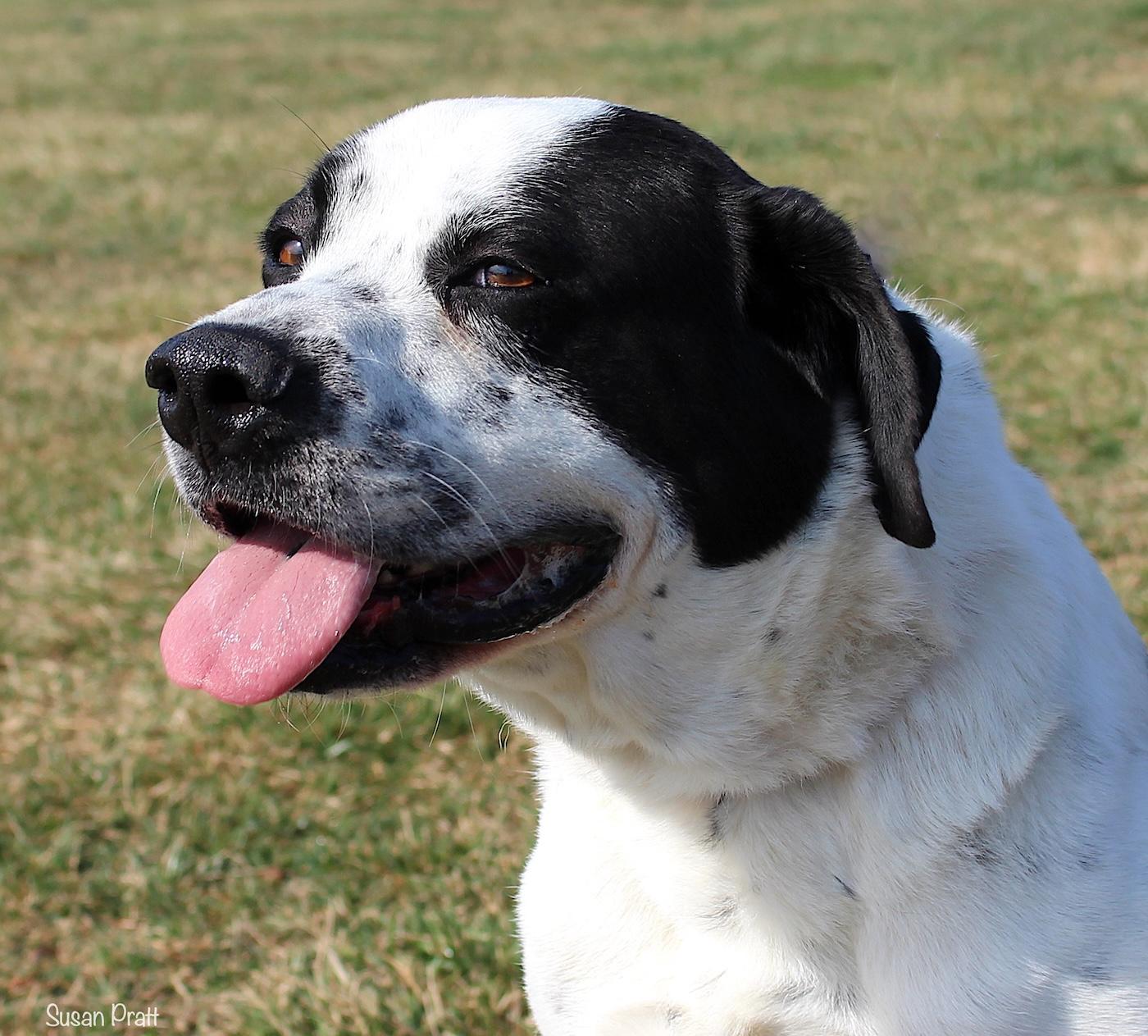Sawyer, ADOPTABLE, Adult Male Labrador Retriever.