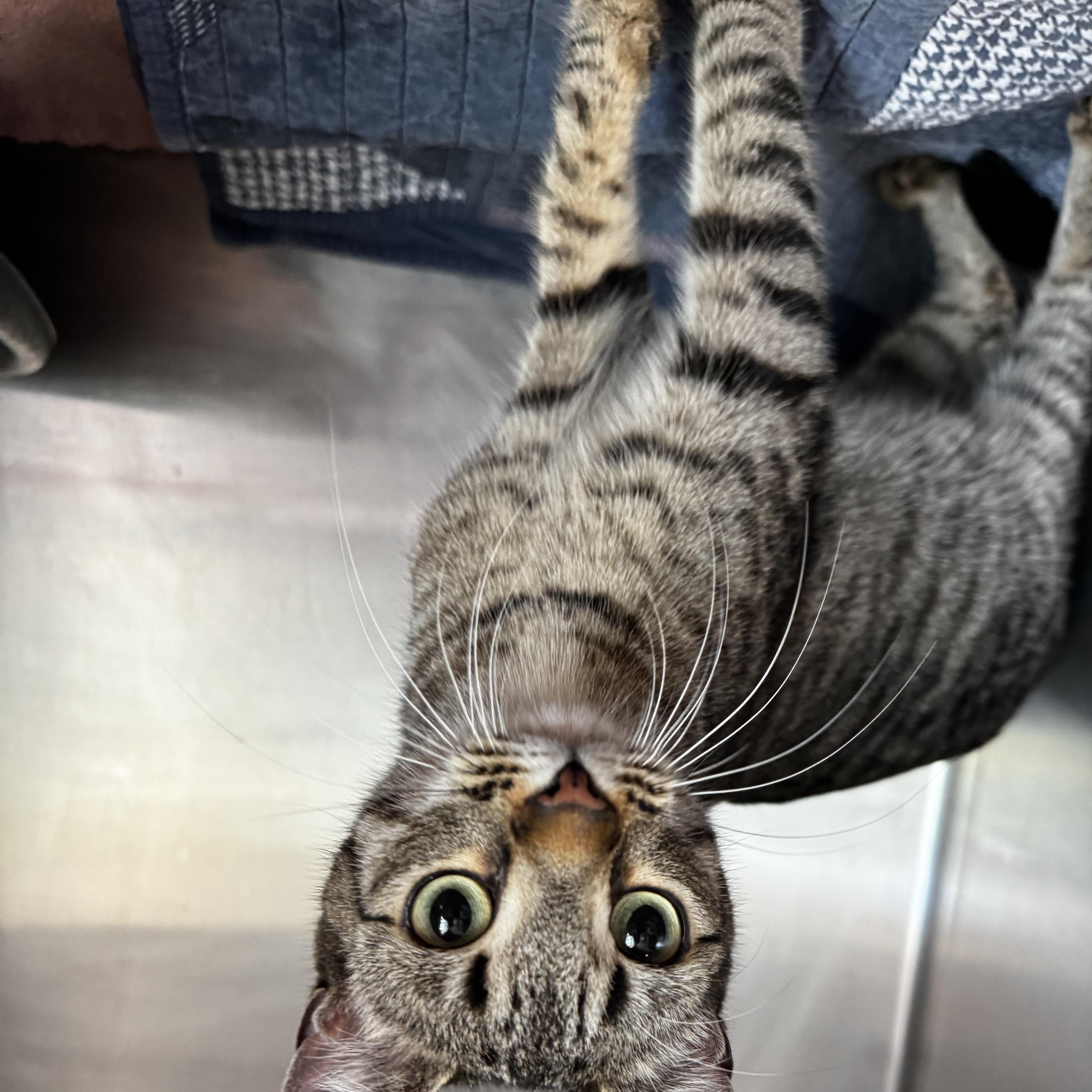 Emmy, ADOPTABLE, Adult Female Domestic Short Hair.