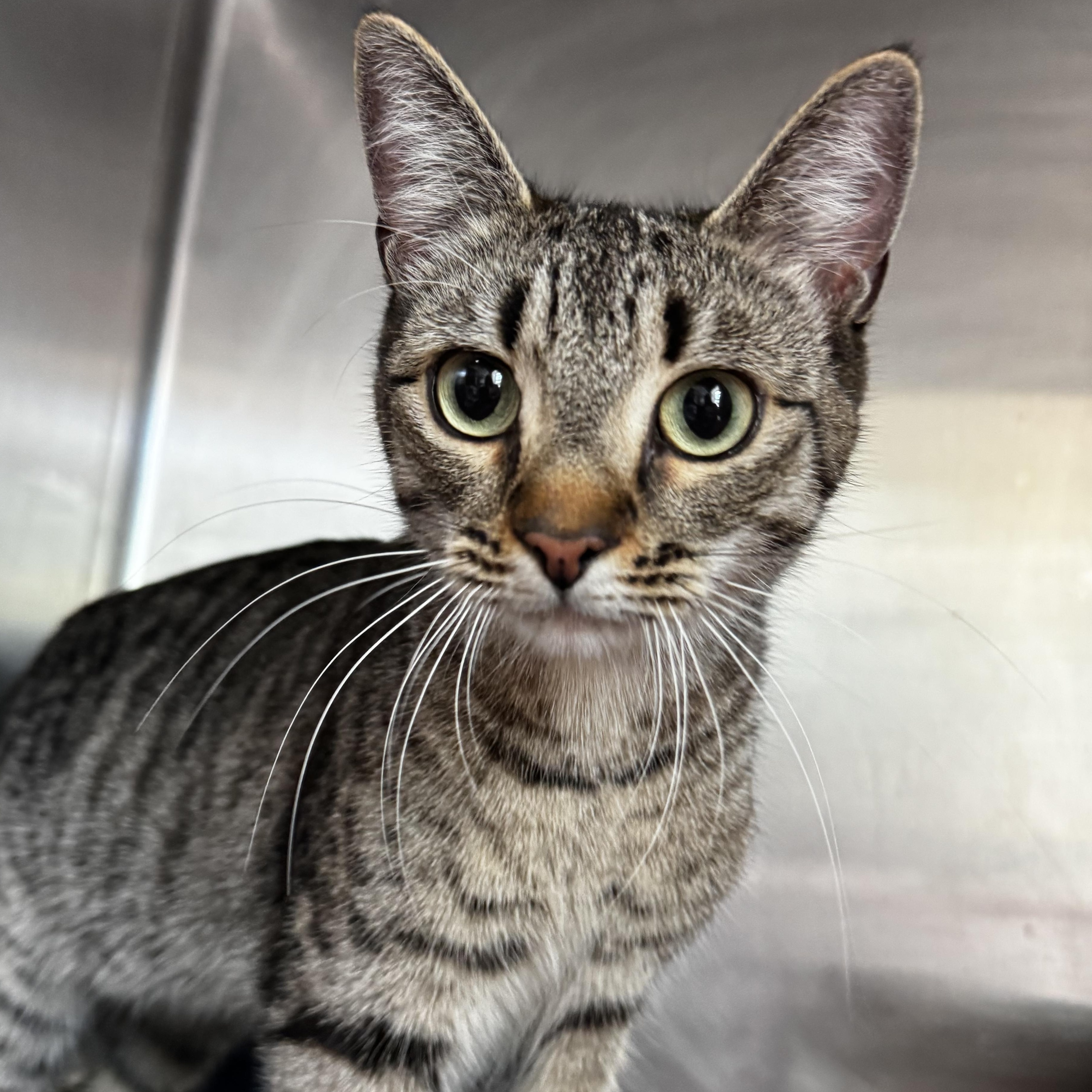 Enlarge Emmy, a ADOPTABLE Domestic Short Hair in Honesdale, PA image 1/1