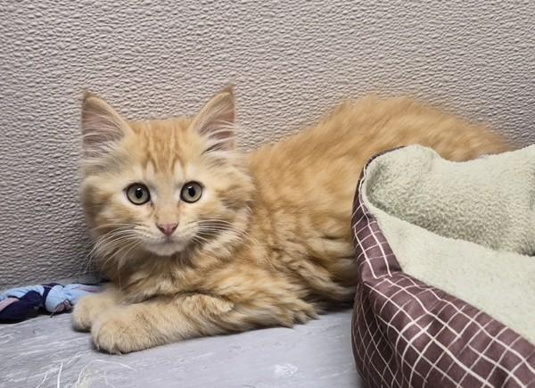 Enlarge Tuna, a Adoptable mixed breed in Williams Lake, BC image 1/1
