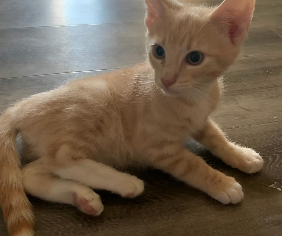 Crumpet, Adopted, Young Male Domestic Short Hair.