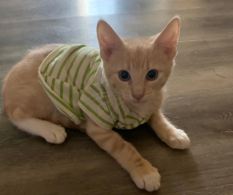 Enlarge Crumpet, a Adopted Domestic Short Hair in Huntington Beach, CA image 2/5