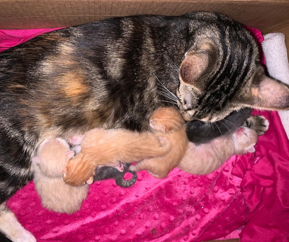 Enlarge Crumpet, a Adopted Domestic Short Hair in Huntington Beach, CA image 5/5