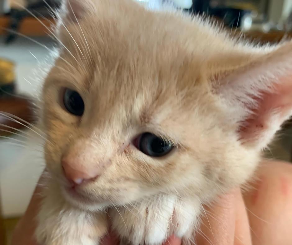 Enlarge Crumpet, a Adopted Domestic Short Hair in Huntington Beach, CA image 3/5