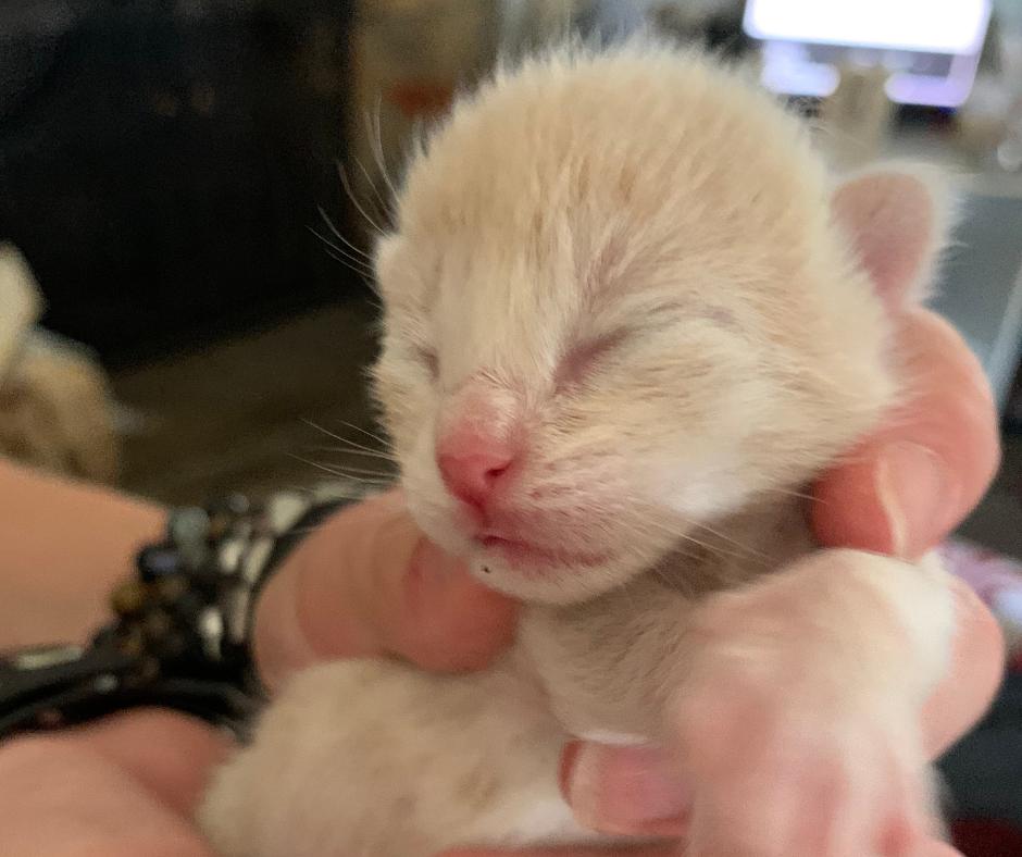 Enlarge Crumpet, a Adopted Domestic Short Hair in Huntington Beach, CA image 4/5