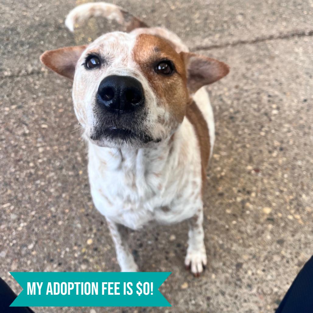 Wallace, Adoptable, Senior Male Mixed Breed.