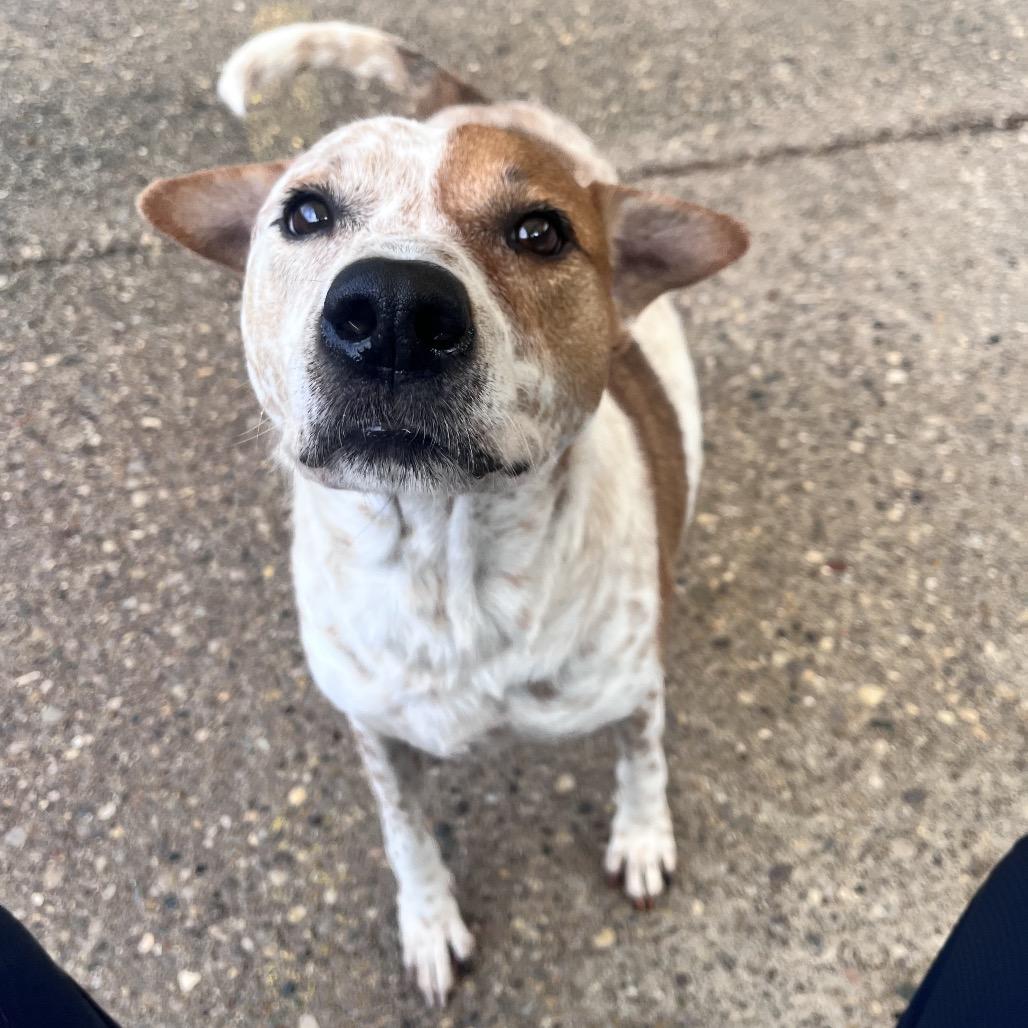 Enlarge Wallace, a Adoptable Mixed Breed in Charleston, WV image 2/5