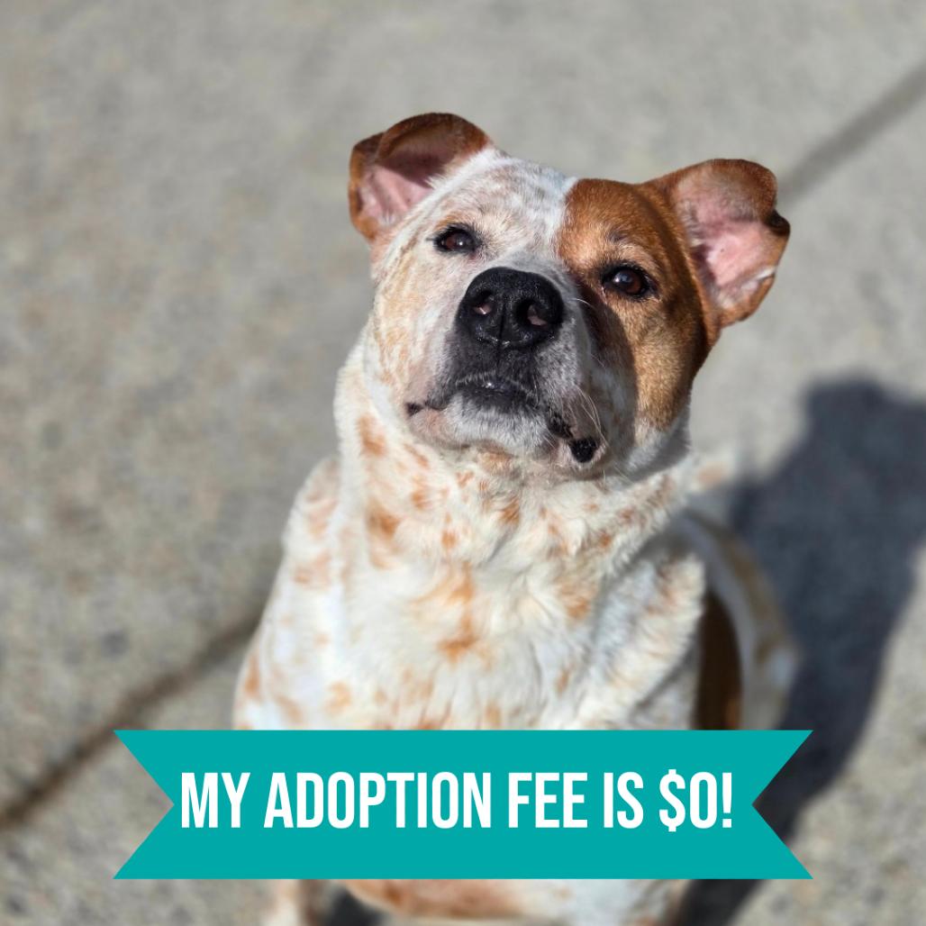 Enlarge Wallace, a Adoptable Mixed Breed in Charleston, WV image 3/6