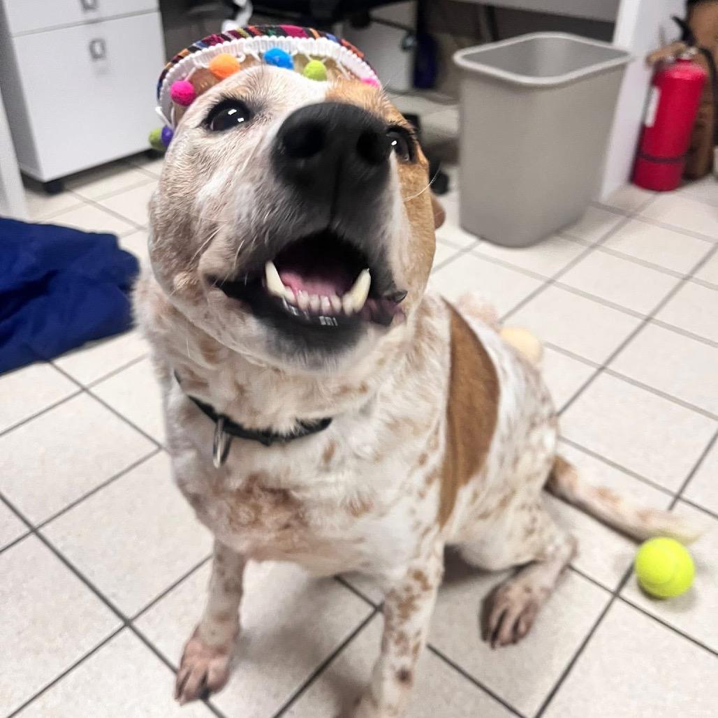 Enlarge Wallace, a Adoptable Mixed Breed in Charleston, WV image 3/6