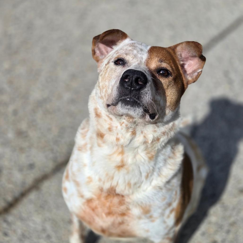 Wallace, a Adoptable Mixed Breed in Charleston, WV image 3/6