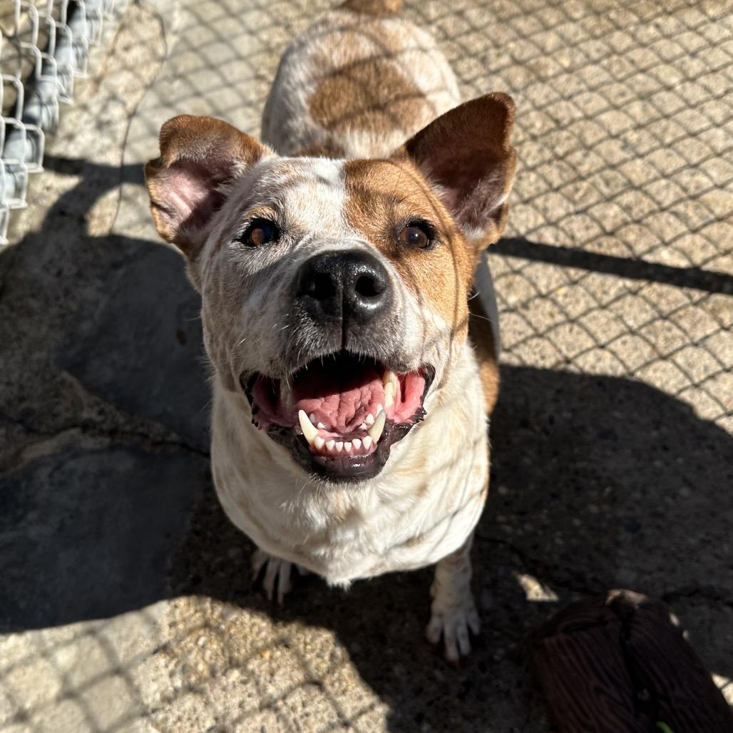 Enlarge Wallace, a Adoptable Mixed Breed in Charleston, WV image 3/5