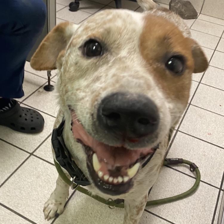 Enlarge Wallace, a Adoptable Mixed Breed in Charleston, WV image 4/5