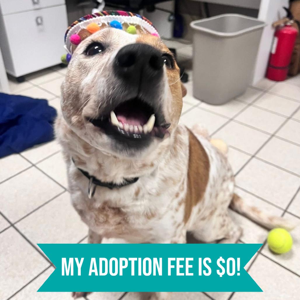 Enlarge Wallace, a Adoptable Mixed Breed in Charleston, WV image 5/6