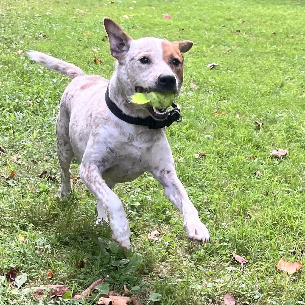 Enlarge Wallace, a Adoptable Mixed Breed in Charleston, WV image 5/5