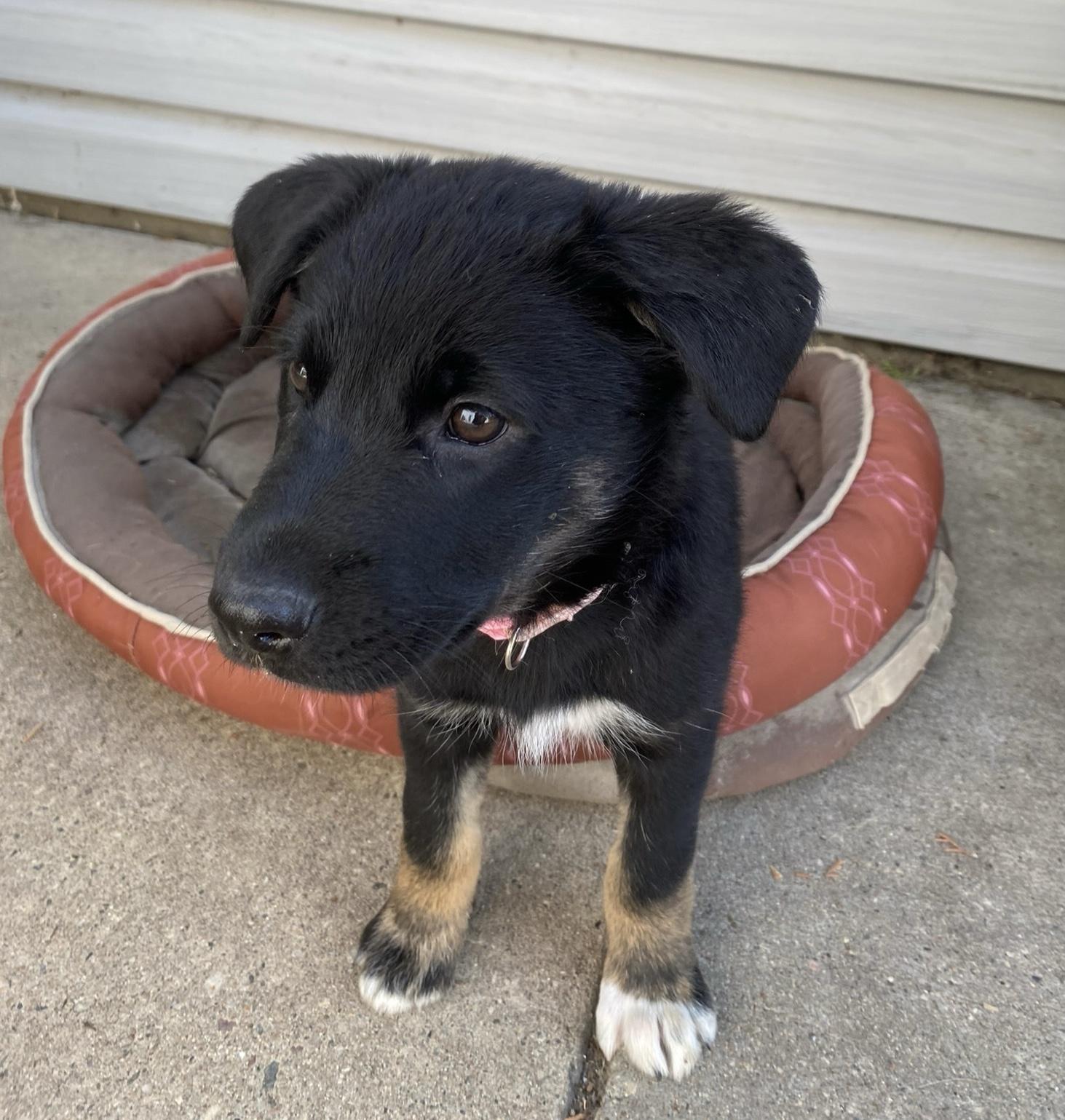 Abba, an adoptable Mixed Breed in Saskatoon, SK, S7H 0W2 | Photo Image 1