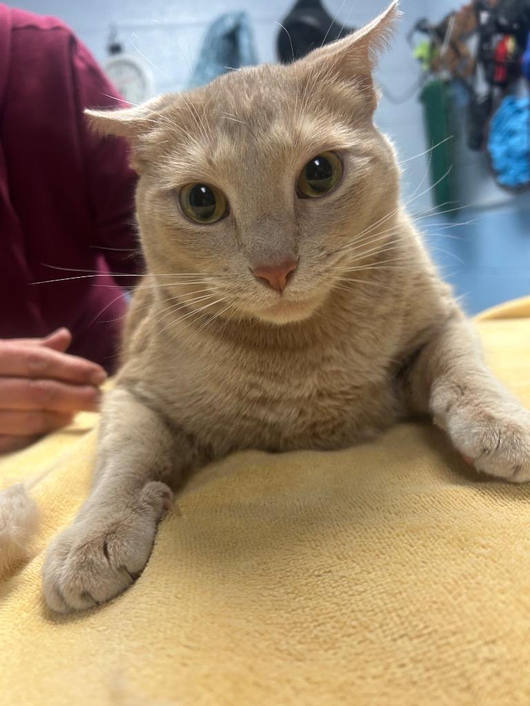 Drako, Adoptable, Adult Male Domestic Short Hair.