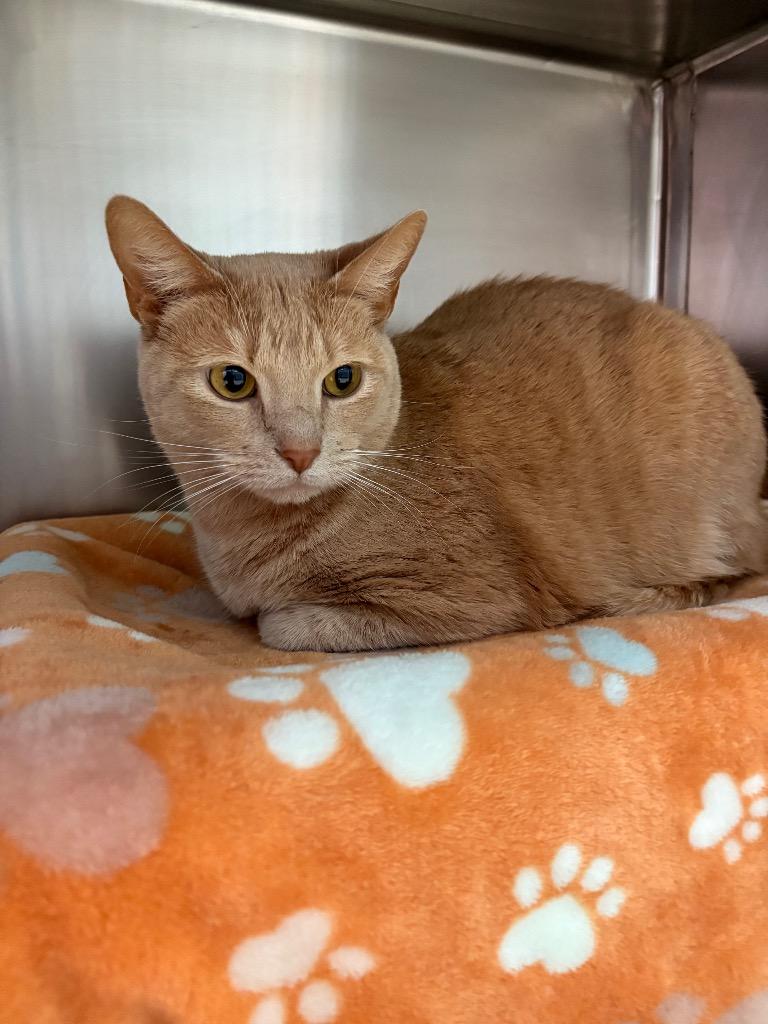 Enlarge Drako, a Adoptable mixed breed in Detroit, MI image 2/2