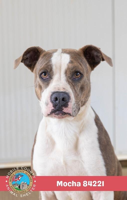 Mocha, Adoptable, Adult Female American Bulldog.