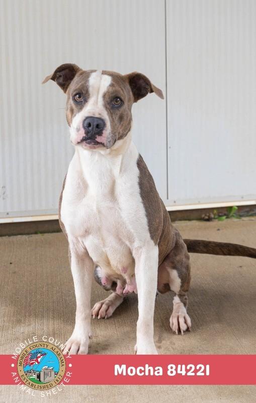 Enlarge Mocha, a Adoptable American Bulldog in Mobile, AL image 2/2