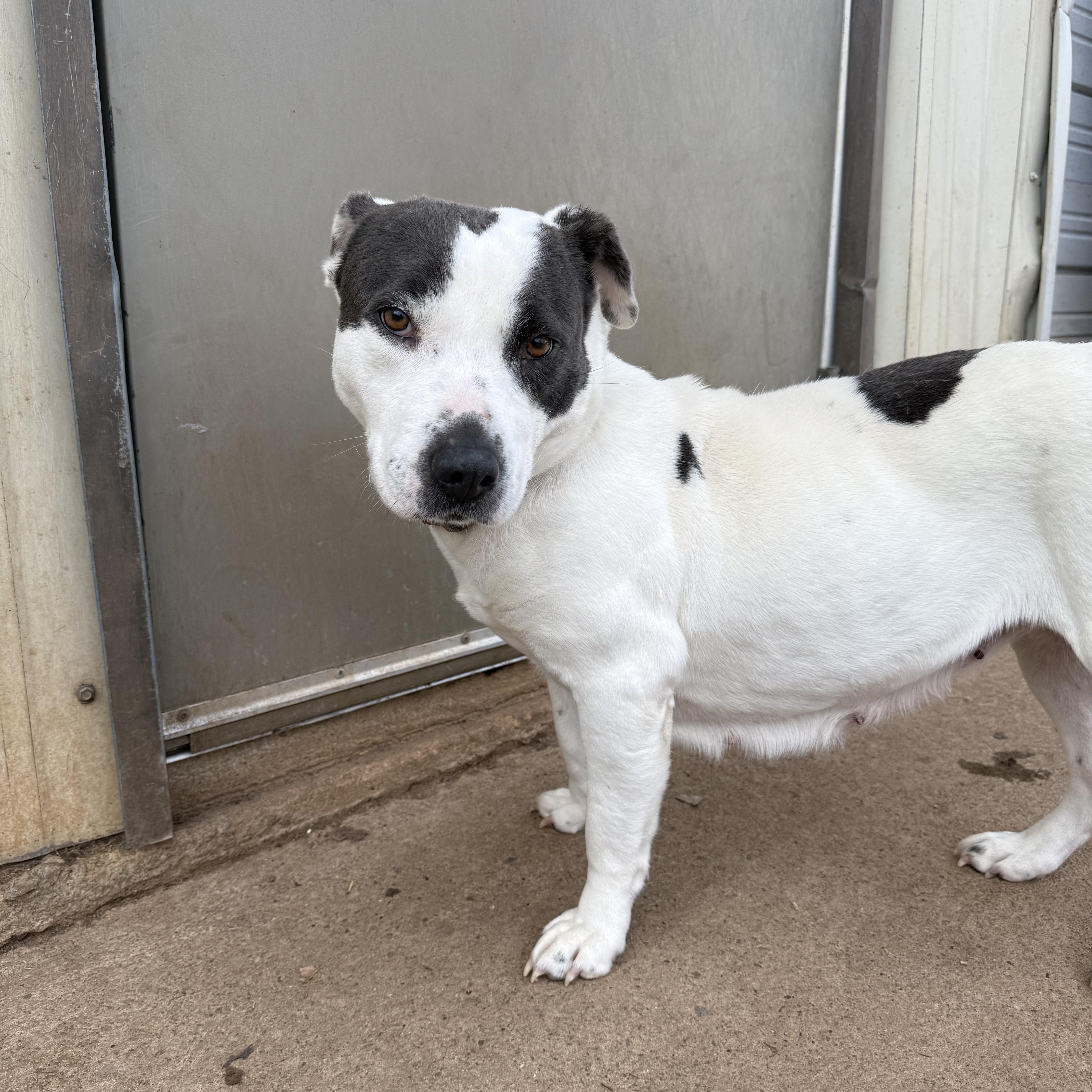 Enlarge Coral Sue, a Adoptable mixed breed in Mendham , NJ image 4/4