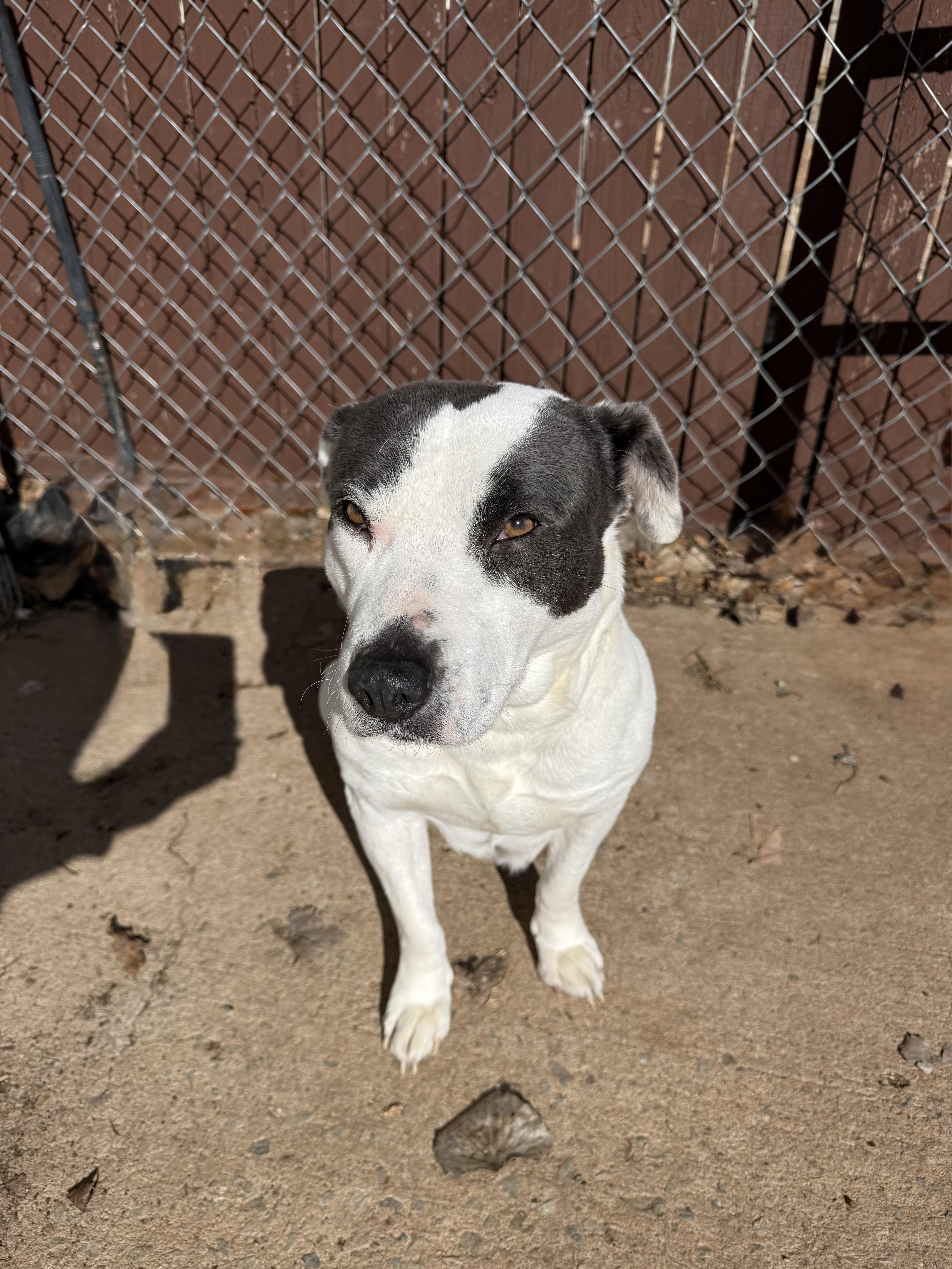 Enlarge Coral Sue, a Adoptable mixed breed in Mendham , NJ image 2/4