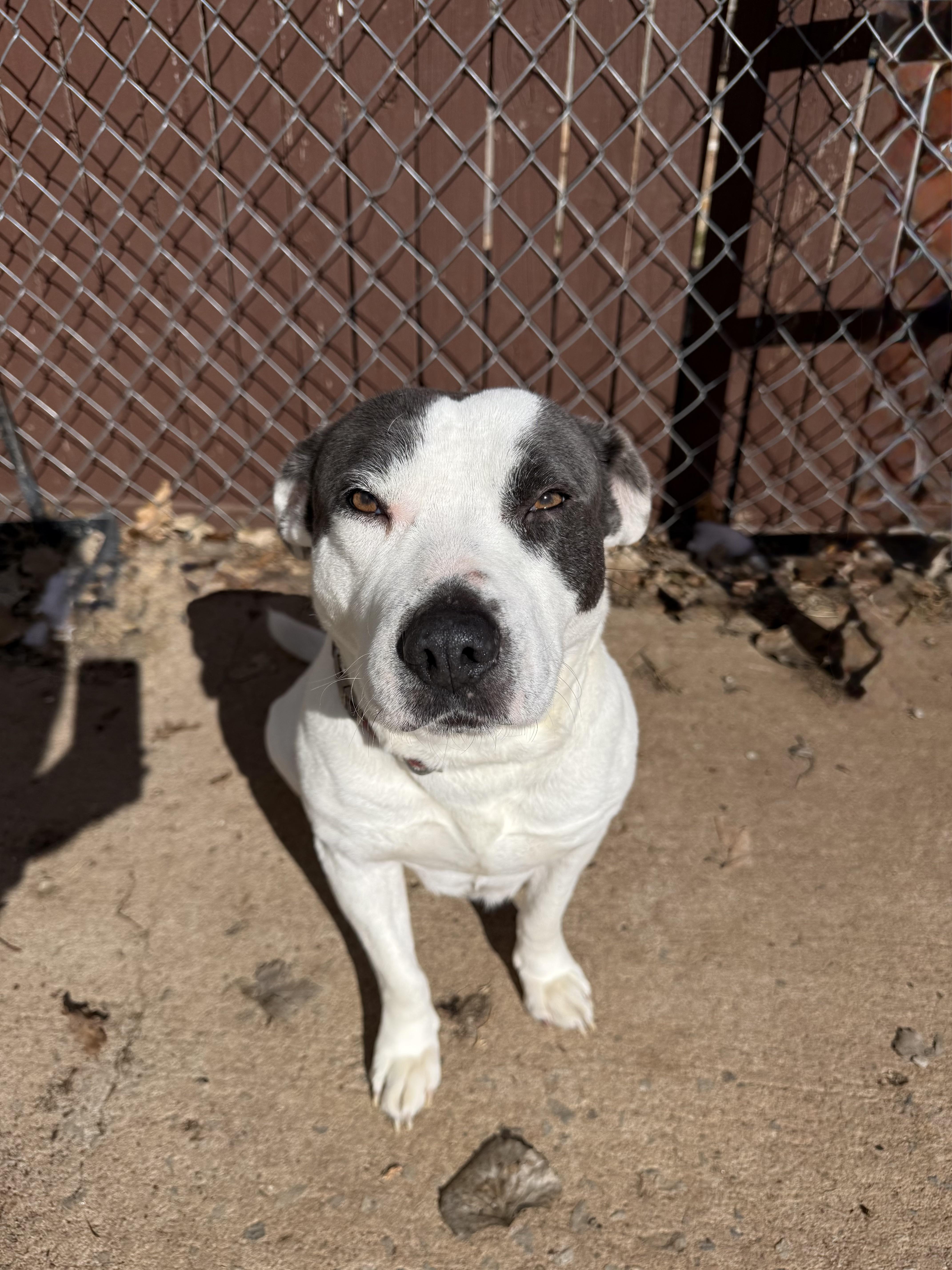 Coral Sue, Adoptable, Adult Female Staffordshire Bull Terrier & Coonhound.