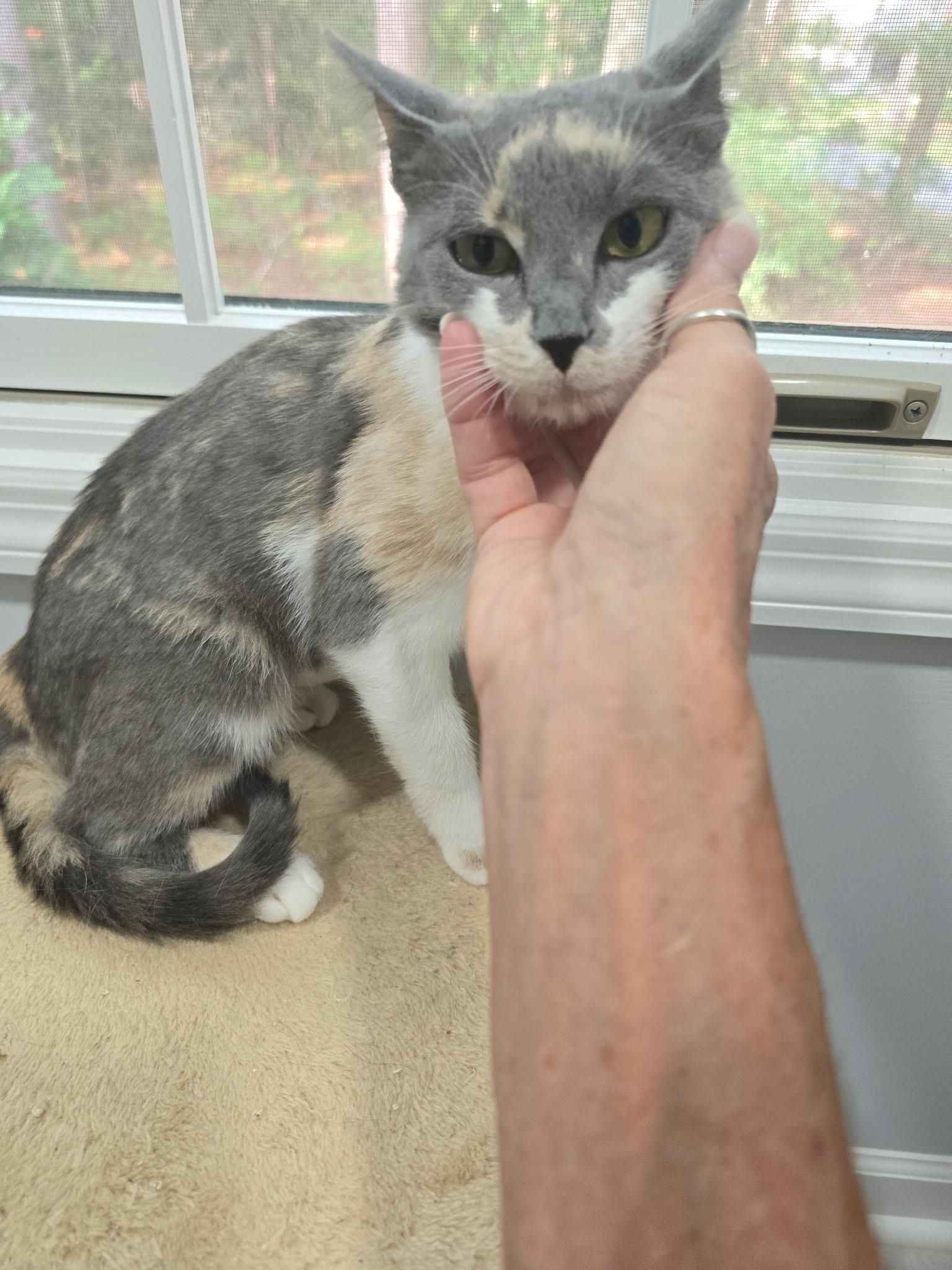 Enlarge Camilla, a ADOPTABLE Domestic Short Hair in Hilton Head Island, SC image 2/2
