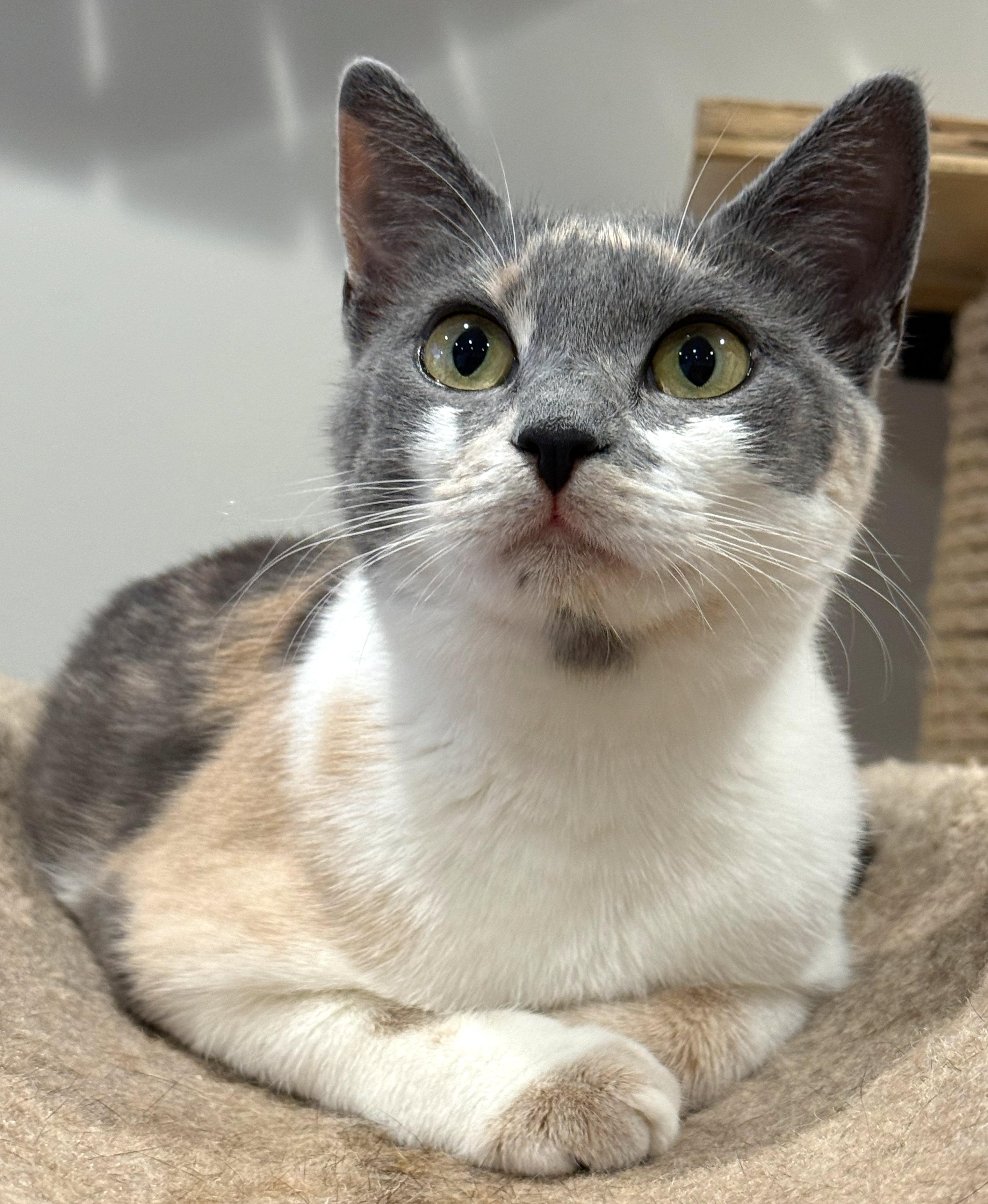 Camilla, a ADOPTABLE Dilute Calico in Hilton Head Island, SC image 2/4