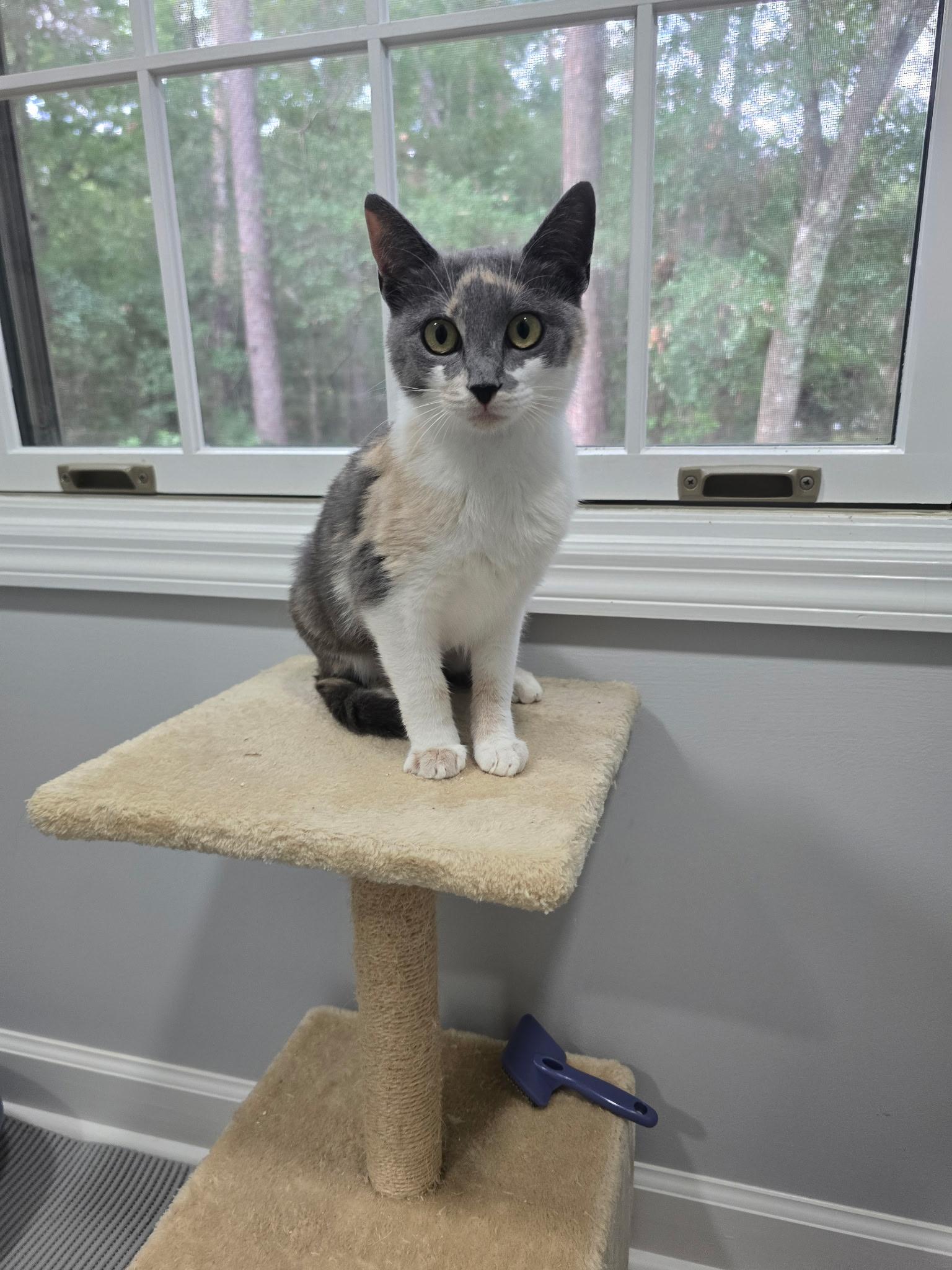 Camilla, ADOPTABLE, Kitten Female Domestic Short Hair.