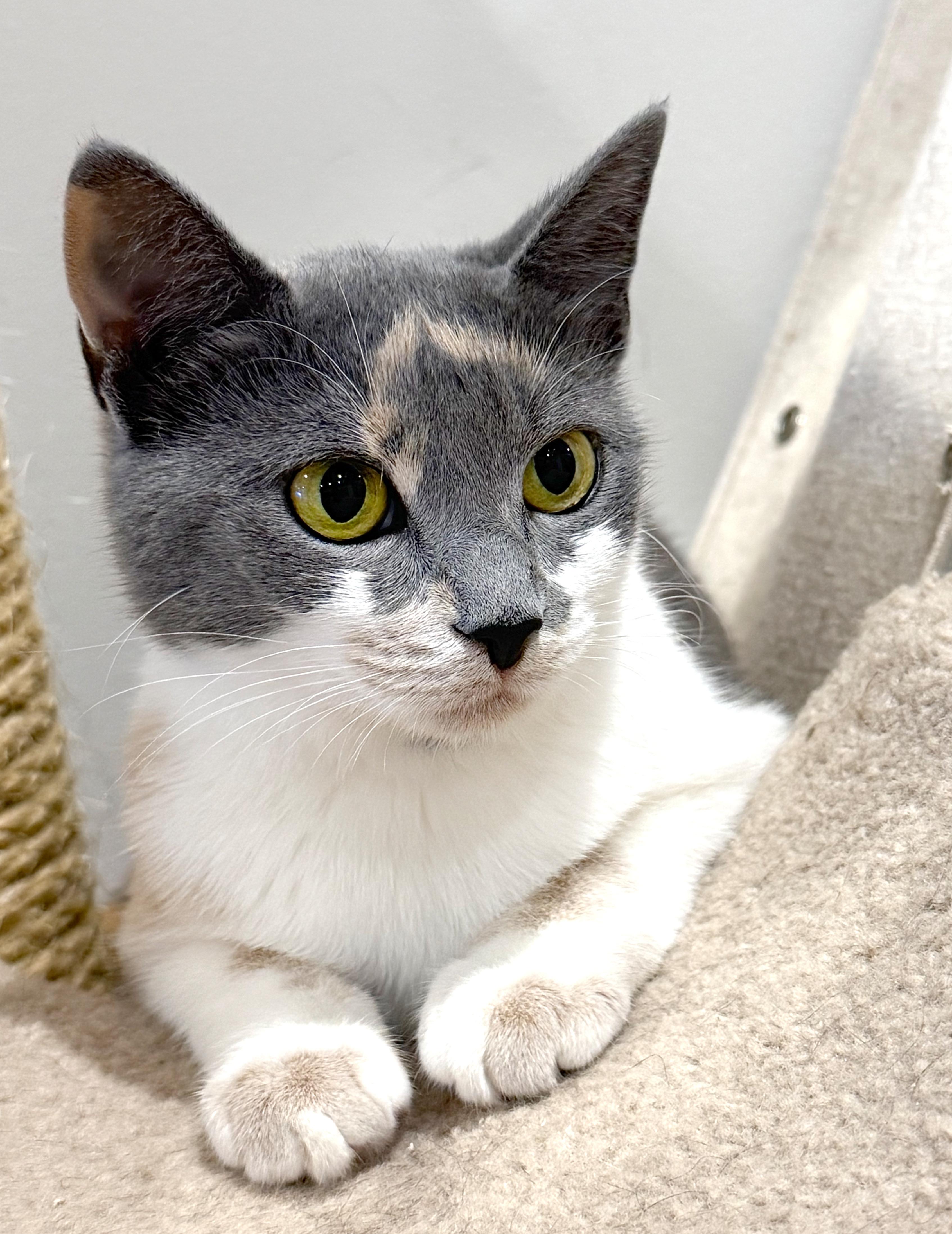 Camilla, a ADOPTABLE Dilute Calico in Hilton Head Island, SC image 1/4