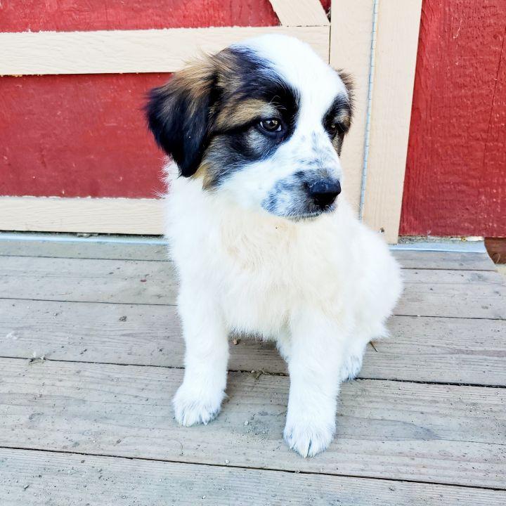 Achilles, a Adopted mixed breed in Bakersfield, CA image 1/5