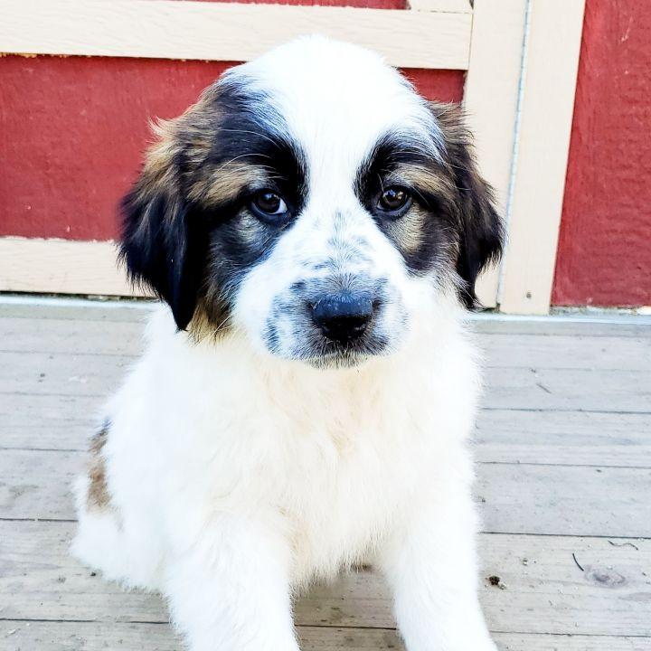 Achilles, a Adopted mixed breed in Bakersfield, CA image 2/5